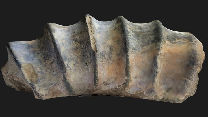 Ammonite Proaustraliceras 3D Model