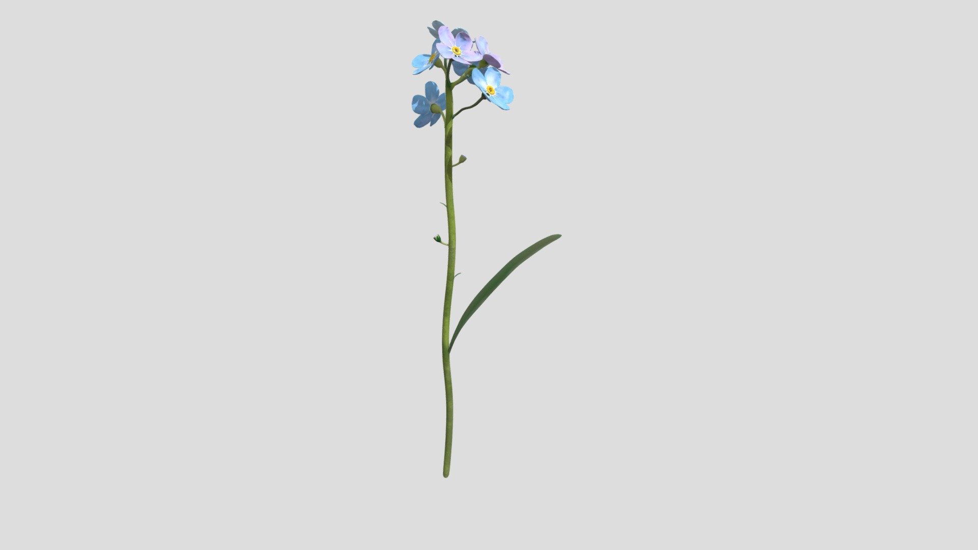 A stalk of Forget me not