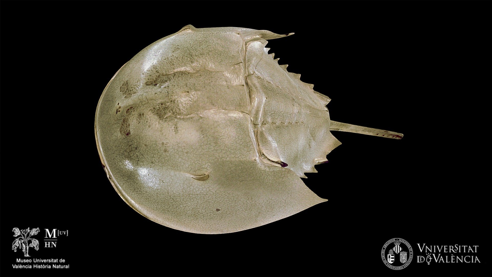 Limulus polyphemus (horseshoe crab) - Download Free 3D model by Museo ...