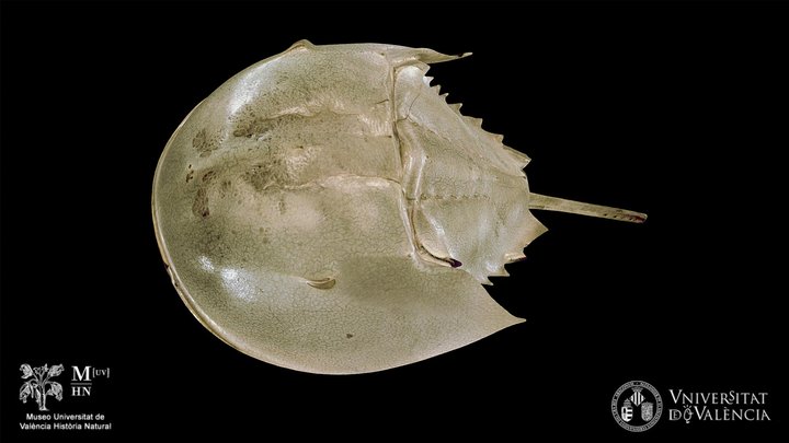Limulus polyphemus (horseshoe crab)