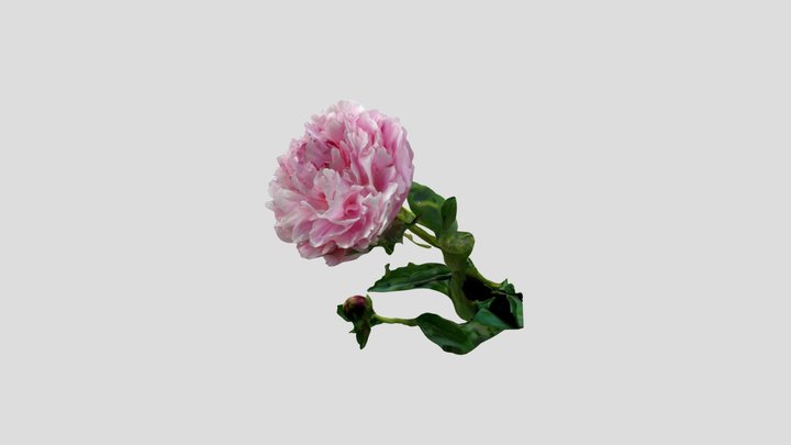 Camellia Kiri Edited in Blender – Modello 3D gratuito STL