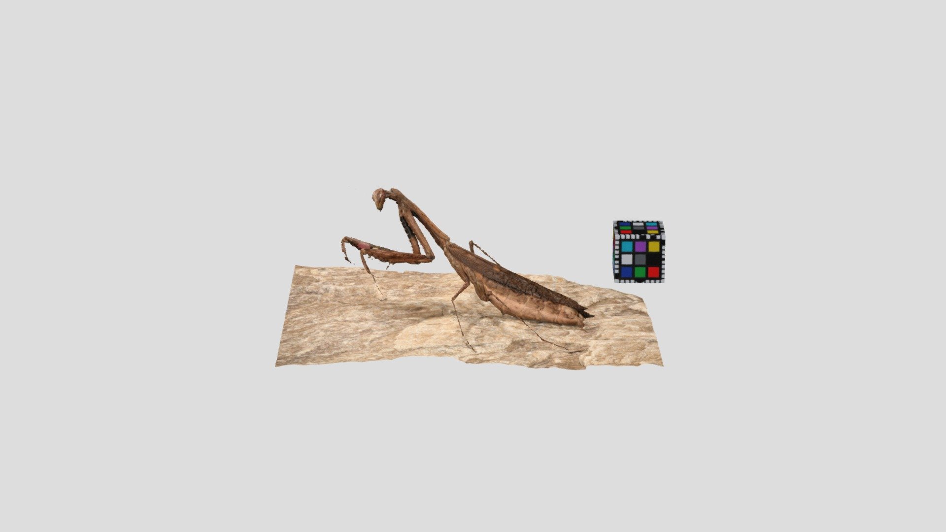 コカマキリ Small mantid, Statilia maculata