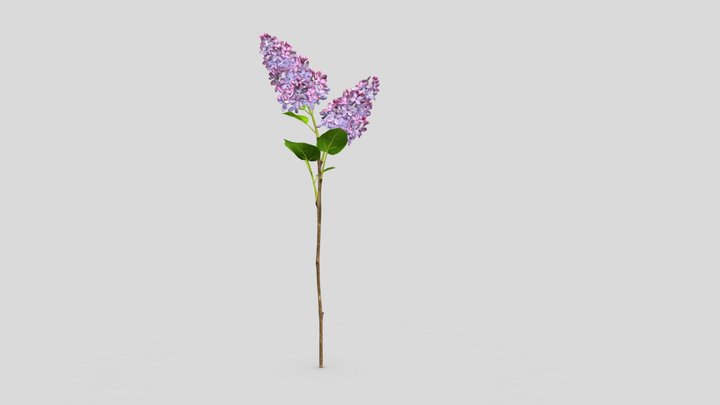 lilac 3D Model