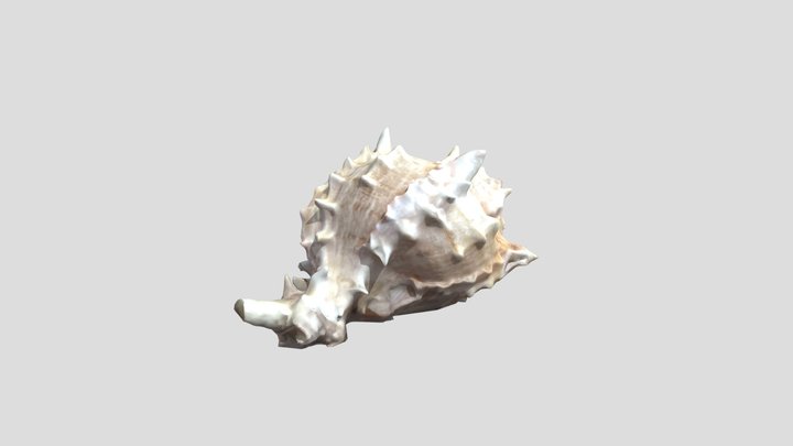 kloc_lexi_shell 3D Model