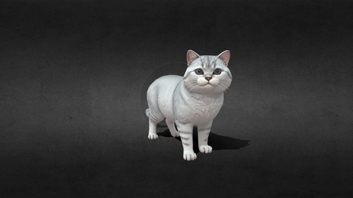 Silver British Shorthair Cat (银渐层猫)