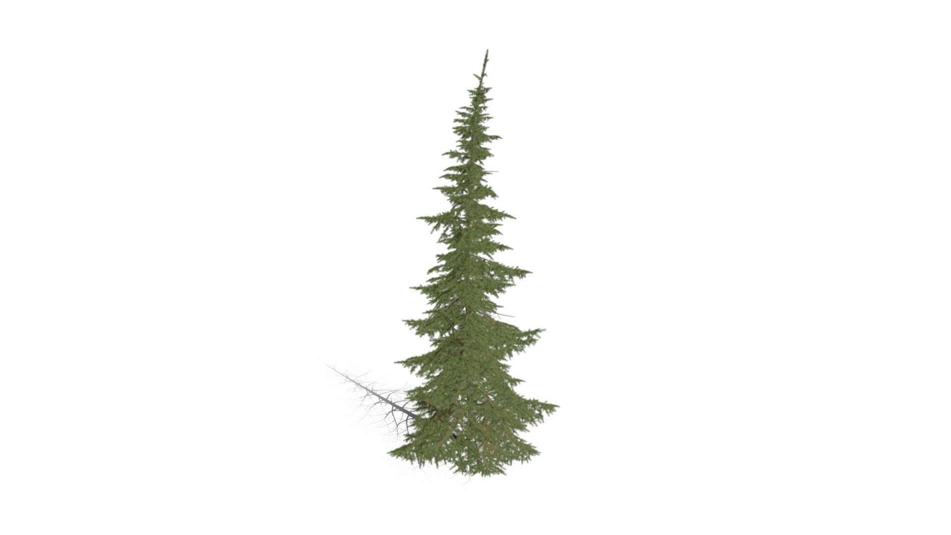 Realistic HD Mountain hemlock (2/43) — Sketchfab embed 3D viewer