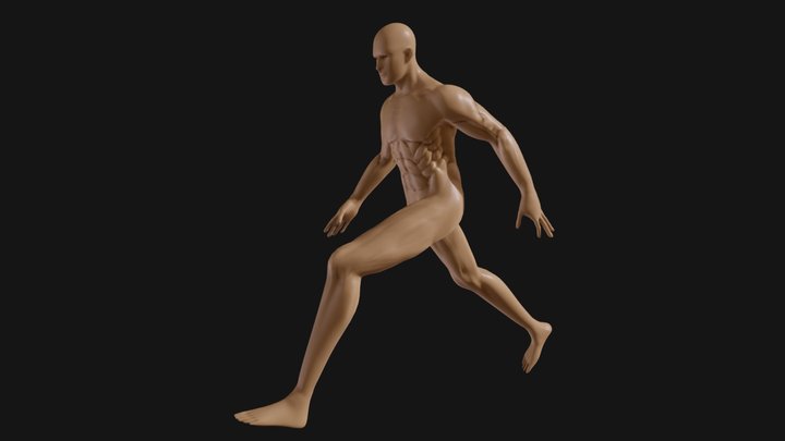 Anatomía 3D Model