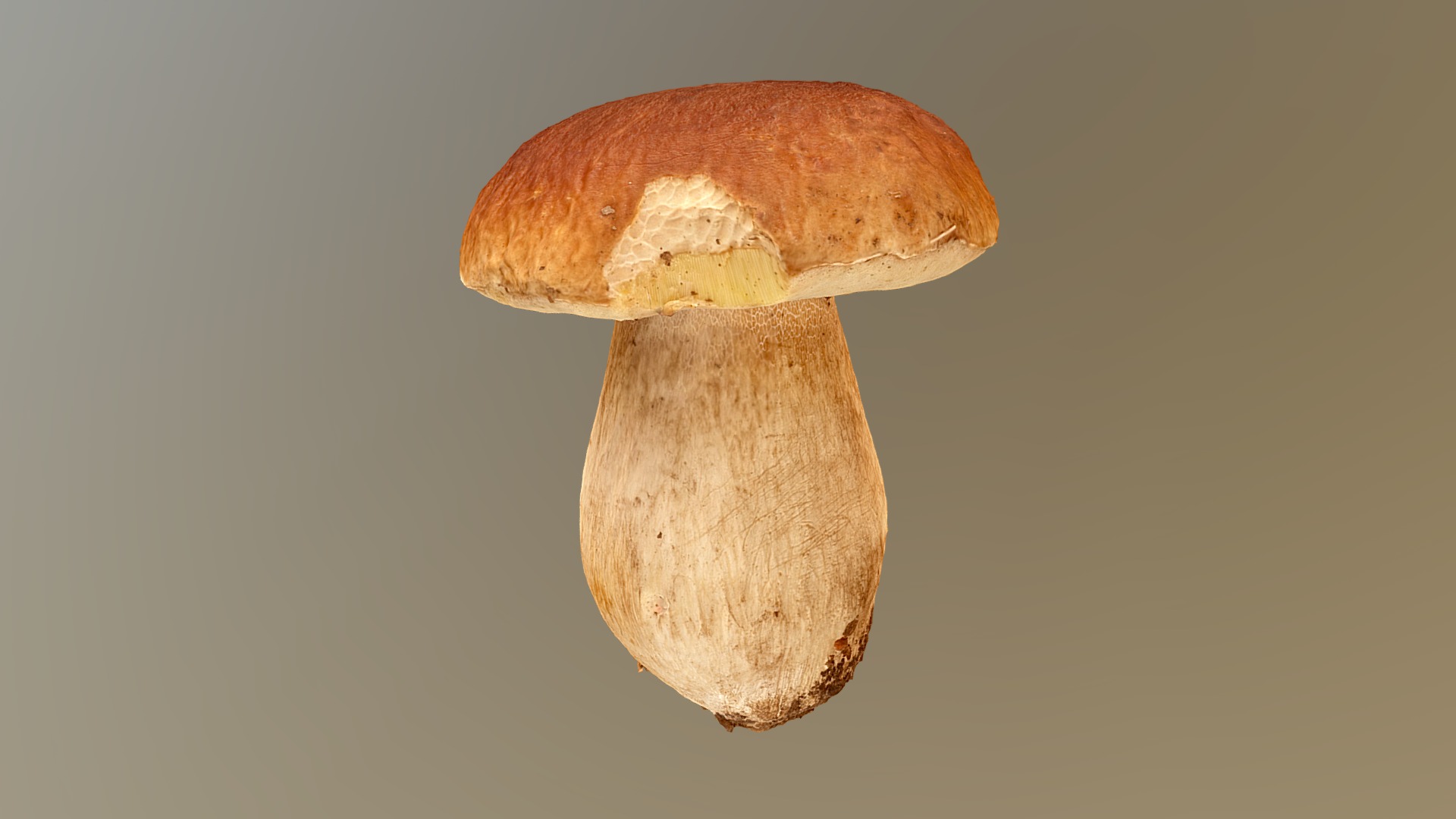 3D model Boletus - This is a 3D model of the Boletus. The 3D model is about a close-up of a mushroom.