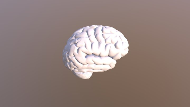 Brain 3D Model