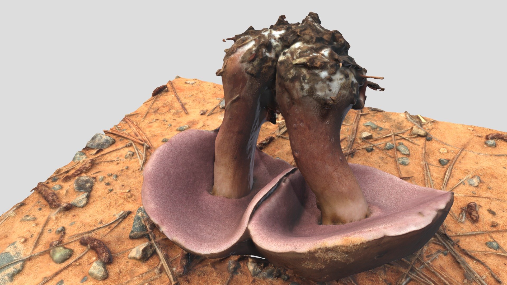 Tylopilus neofelleus （ニガイグチモドキ）