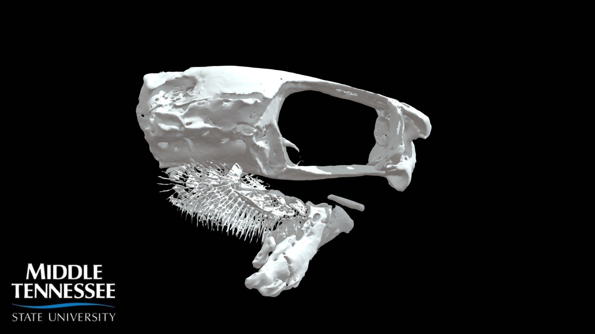 Etheostoma blennoides - branchial skeleton