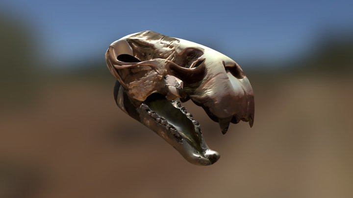 Moeritherium skull 3D Model