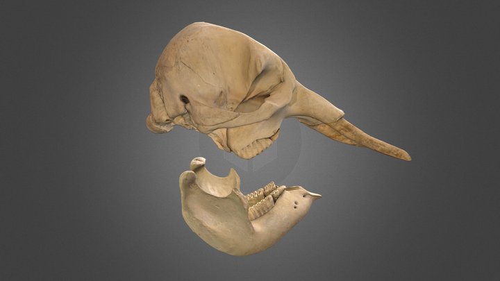 Loxodonta africana, skull & mandible 3D Model