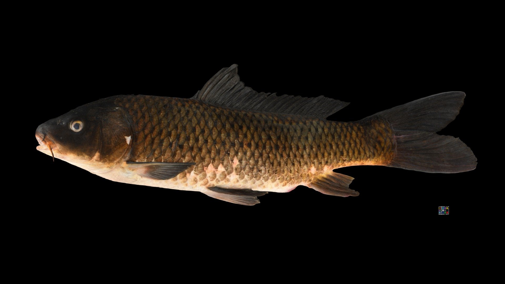 コイ 鯉 Common Carp, Cyprinus carpio