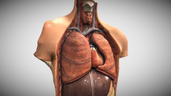 Anatomical scan test 3D Model