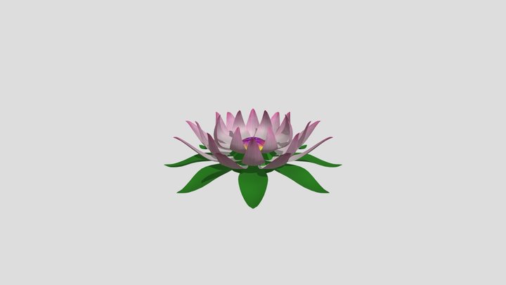 lotus water lily 3D Model