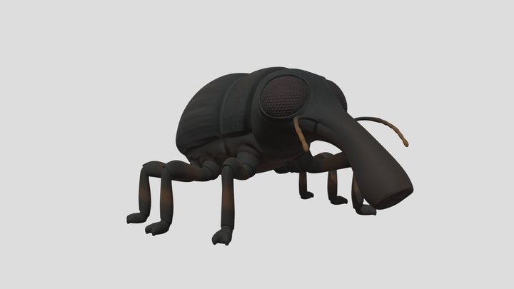 Weevil - Grounded