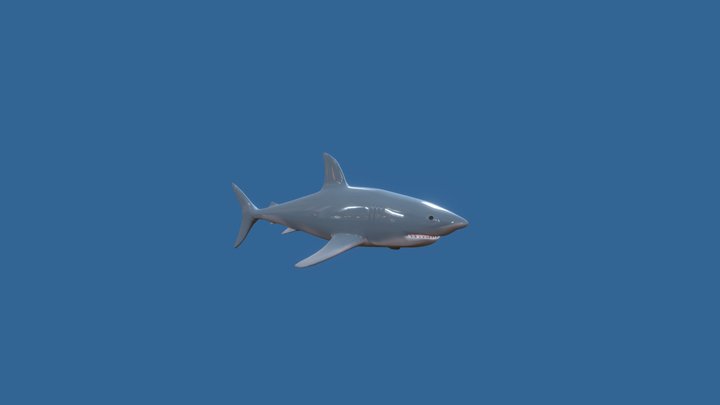 Shark 3D Model