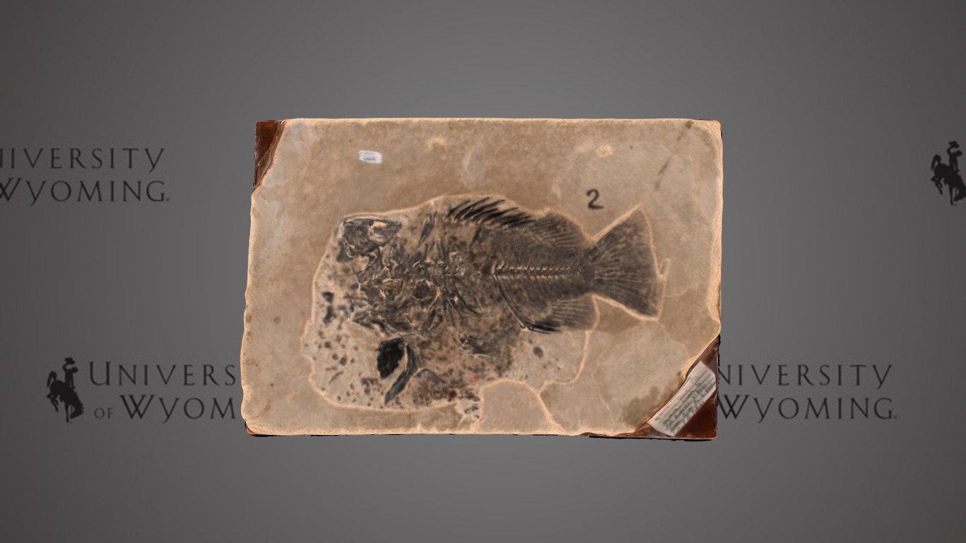 UW5649 - Priscacara serrata, skeletal element