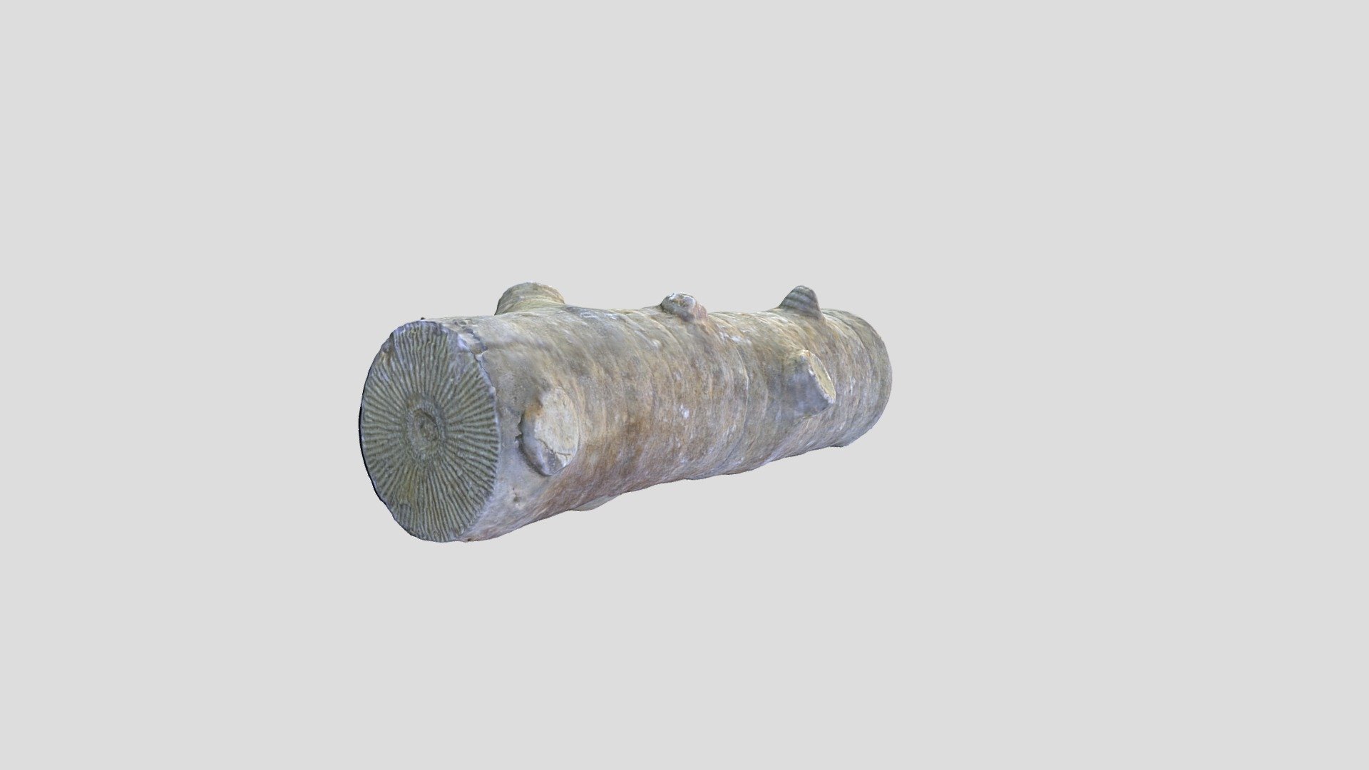 Unknown Fossil