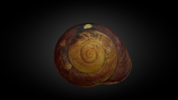 Ryssota ovum 3D Model