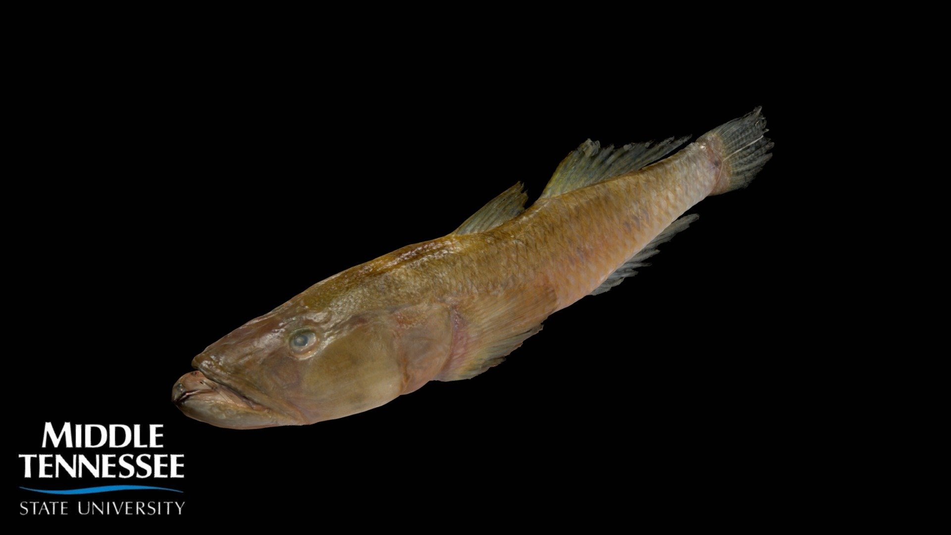 Tank Goby - Glossogobius giurus