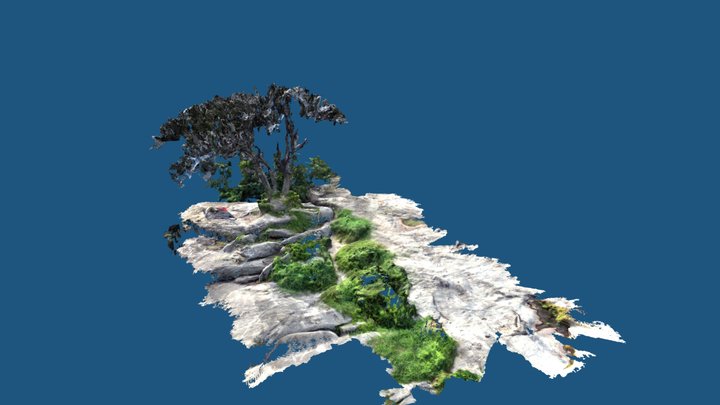 Po Tree 3D Model