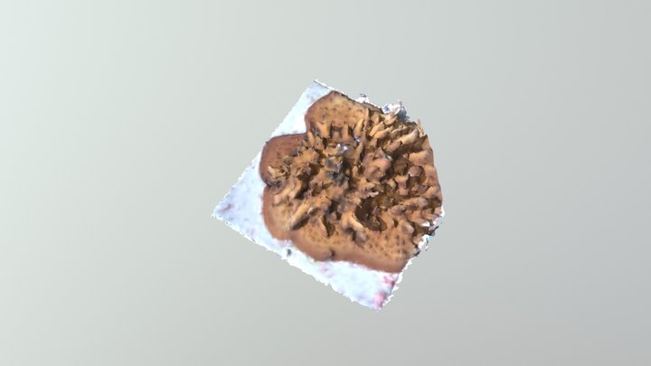 Coral Test 2 3D Model