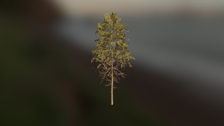 Game Asset - Lodgepole Pine 3D Model
