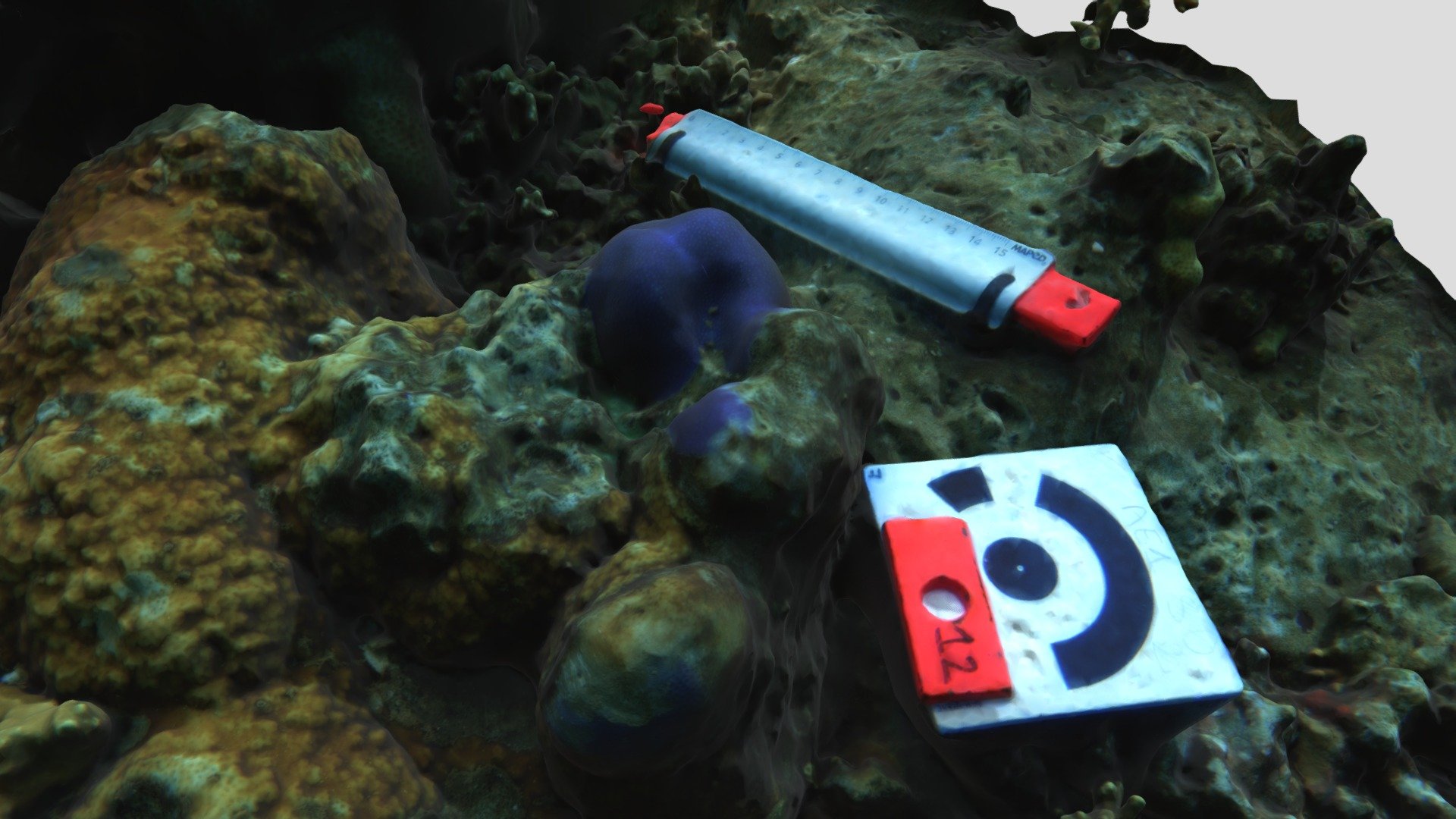 Porites lutea