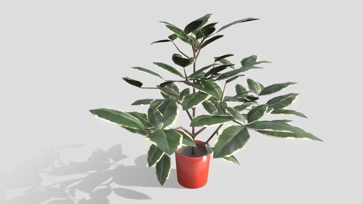 Ficus – Gratis 3D-model STL