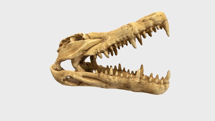 Crocodile Skull 3D Model