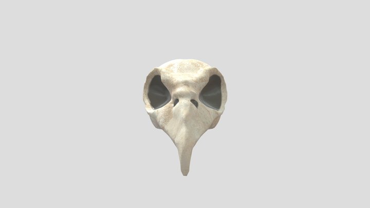 Bird Skull 3D Model