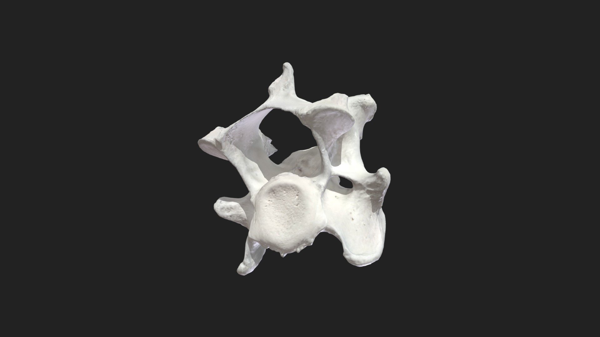 4th cervical vertebra (vertebra cervicalis) dog - 3D model by ...