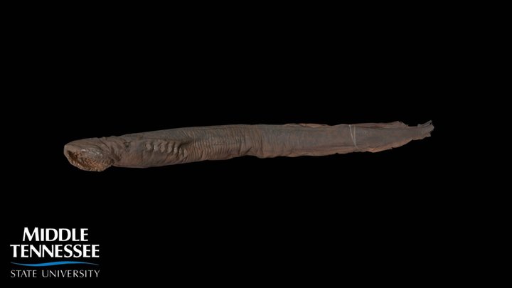 Lamprey - Ichthyomyzon sp.