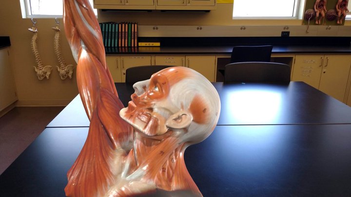 Muscular figure 3D Model