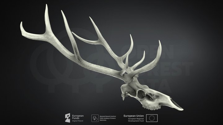 Cervus elaphus (Red deer) (Jeleń szlachetny) 3D Model