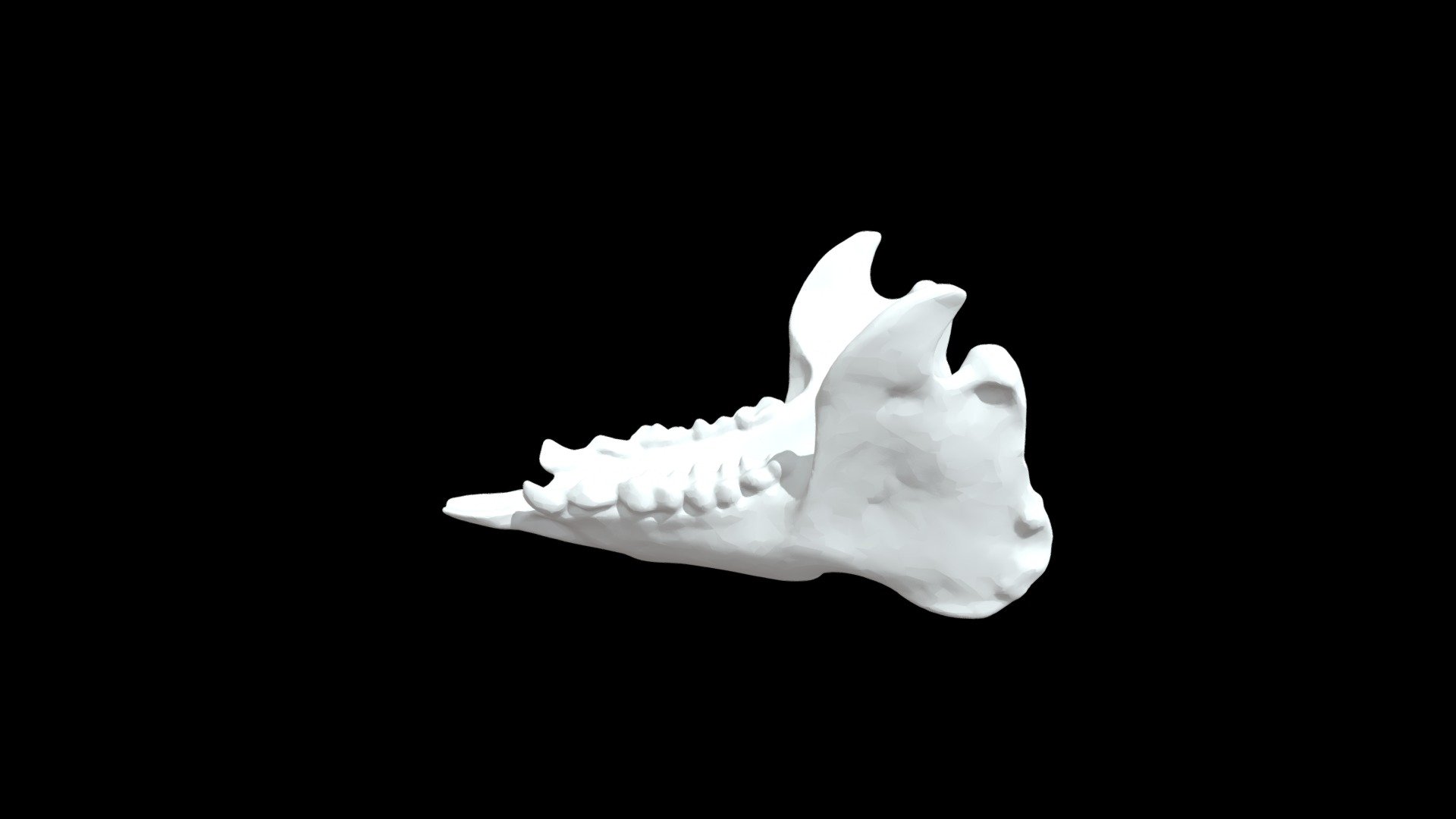 spidermonkeyskullreducedsize Download Free 3D model by