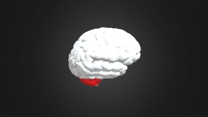 Brain Major Networks - [HE] 3D Model