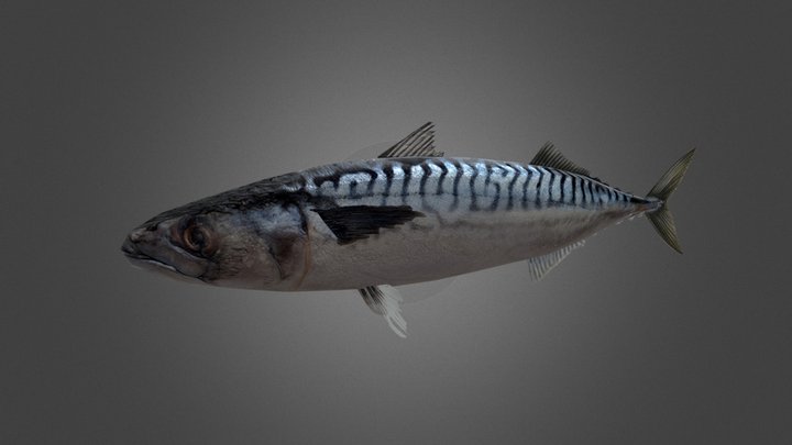 Atlantic Mackerel 3D Model