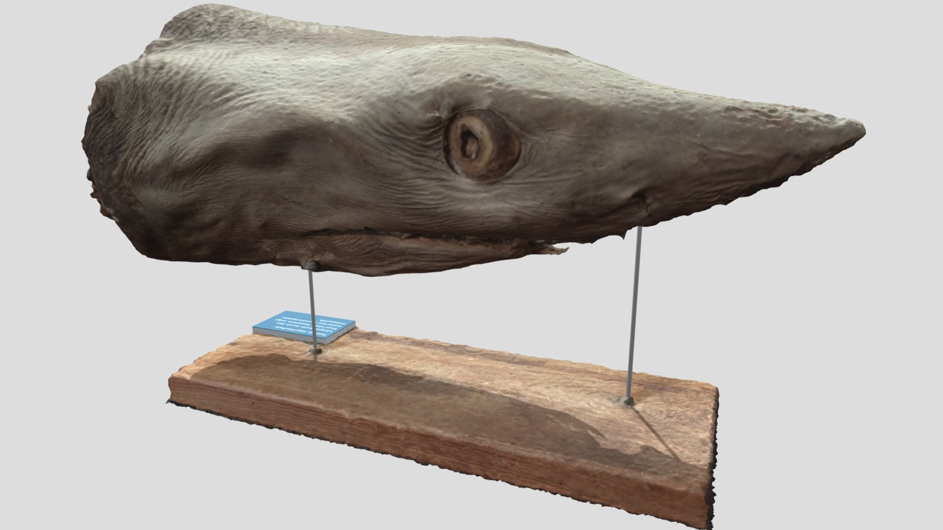 Mako shark