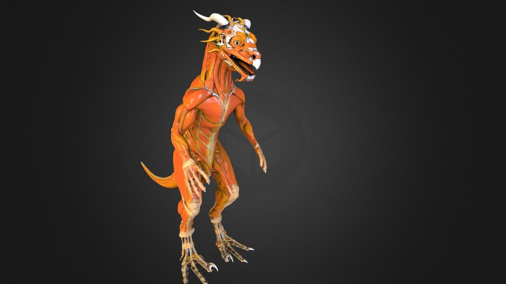 Hizathri anatomical reference - Muscles