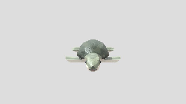 Pig Nosed Turtle Textured 3D Model