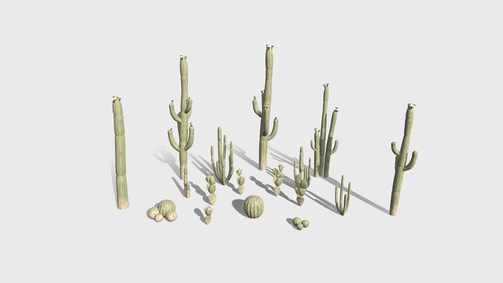 Cacti 3D Model