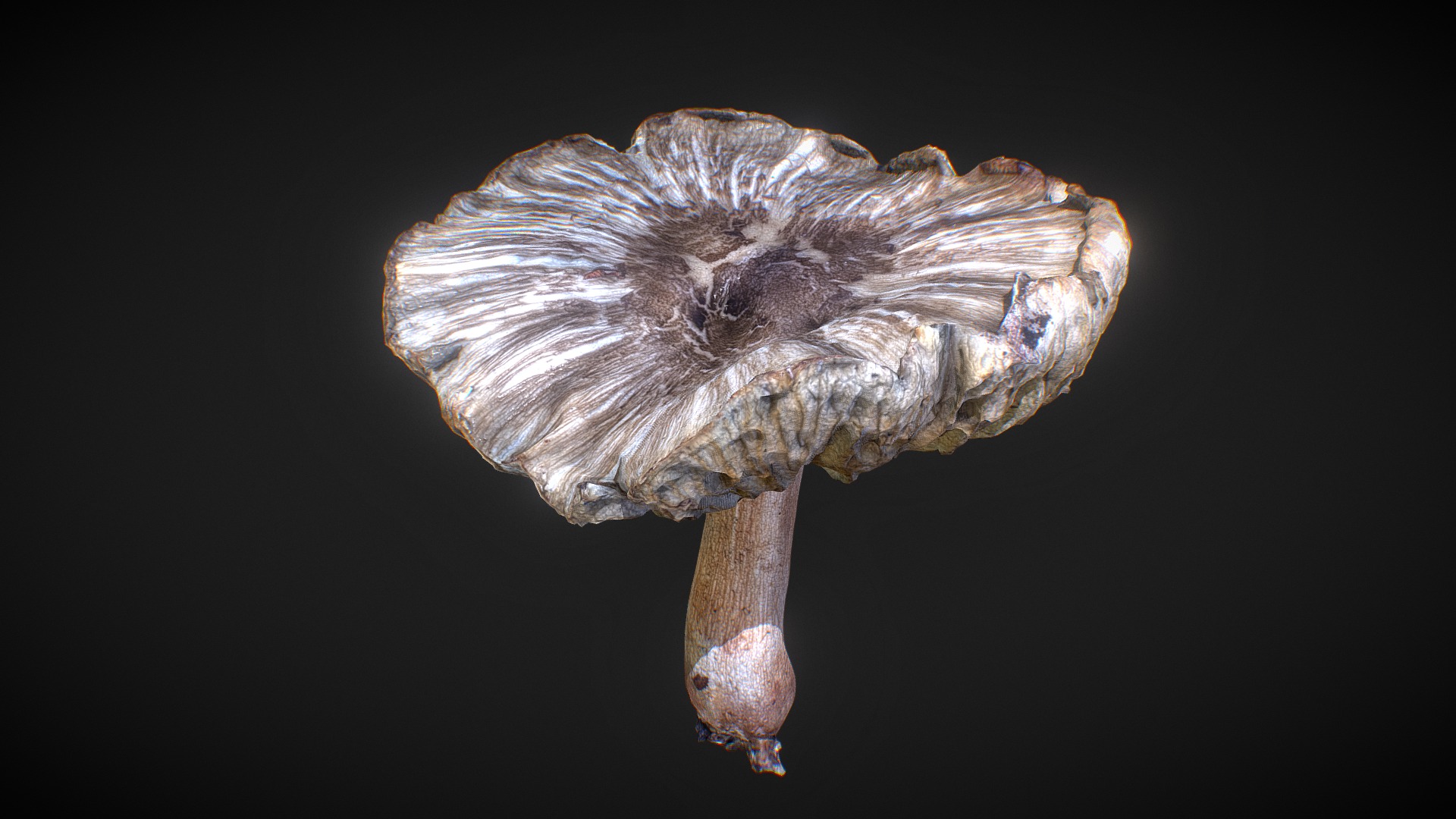 3D model Mushroom 16 - This is a 3D model of the Mushroom 16. The 3D model is about a mushroom with a black background.