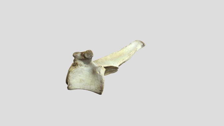 V15 3D Model