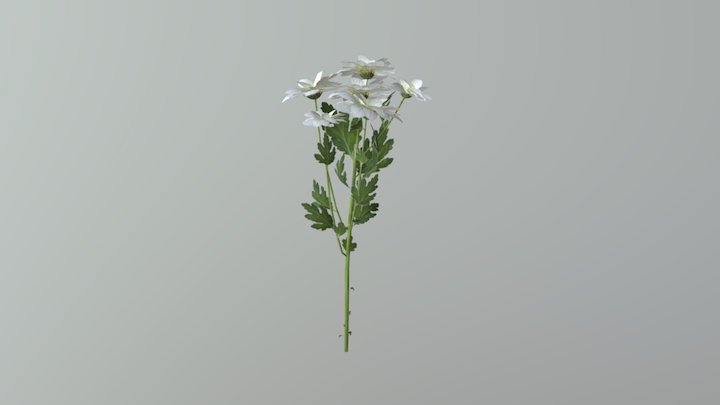 Chrysanthemum Mod 3D Model