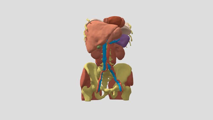 segmentadoF 3D Model