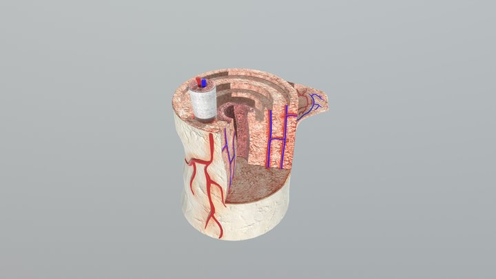 Bone Anatomy 3D Model