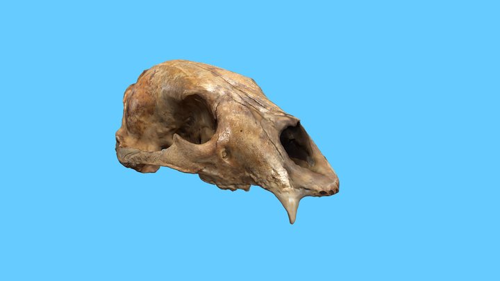 Black Bear Skull and Mandible 3D Model